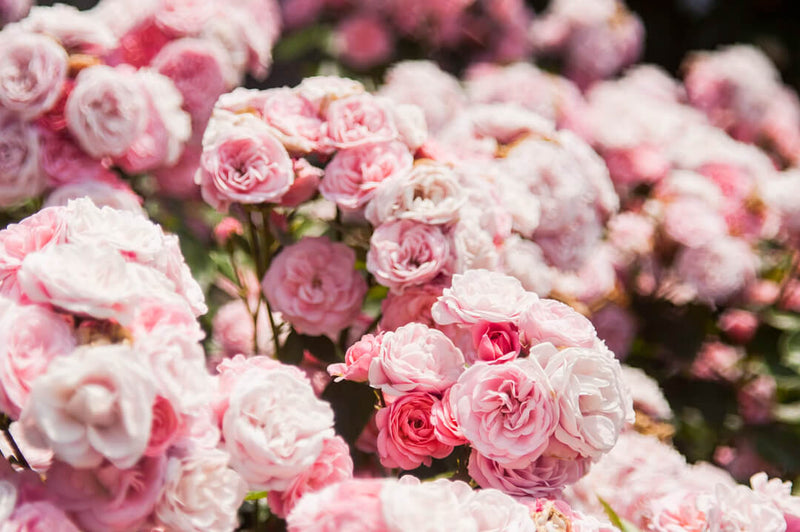 rose oil with rose petals